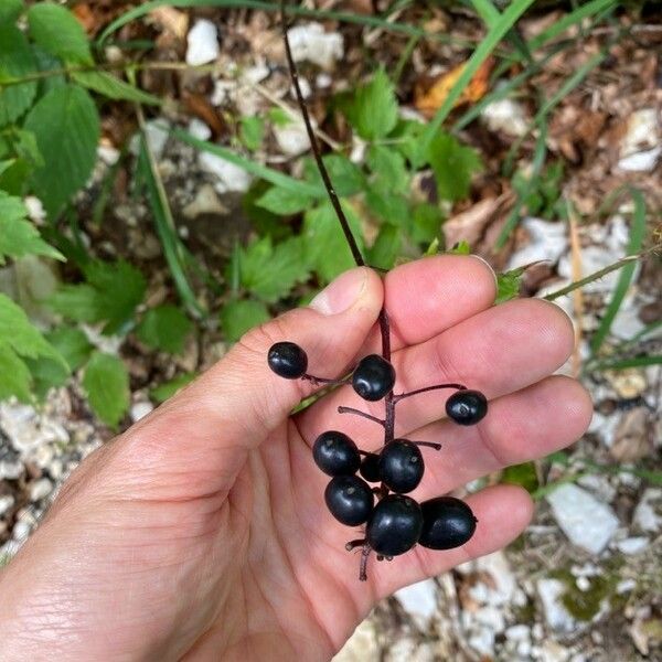 Actaea spicata Fruit