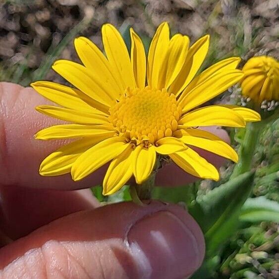 Senecio provincialis Flower