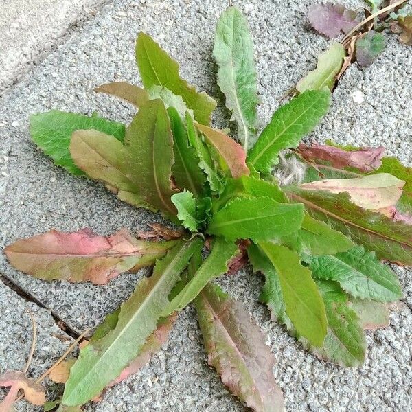 Lactuca virosa Foglia