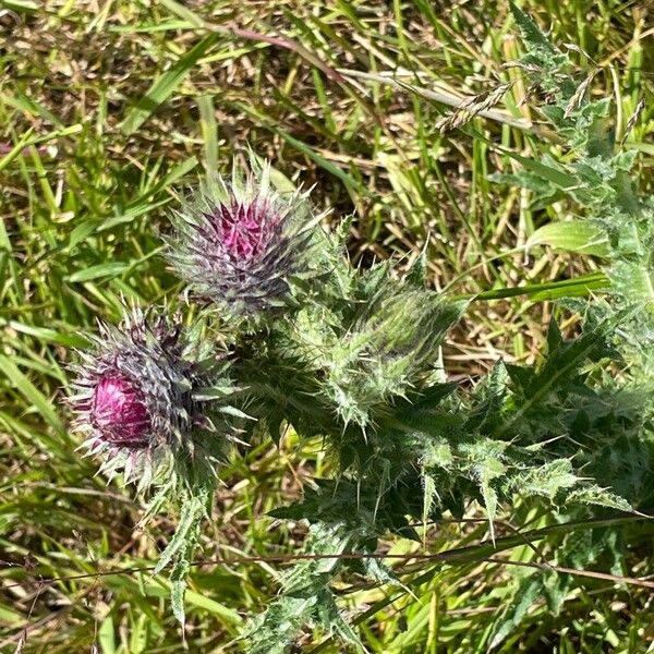 Carduus crispus Flower