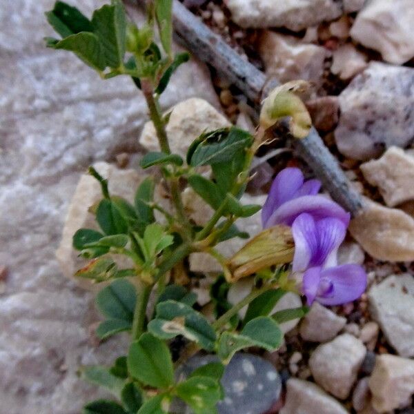 Medicago sativa Квітка