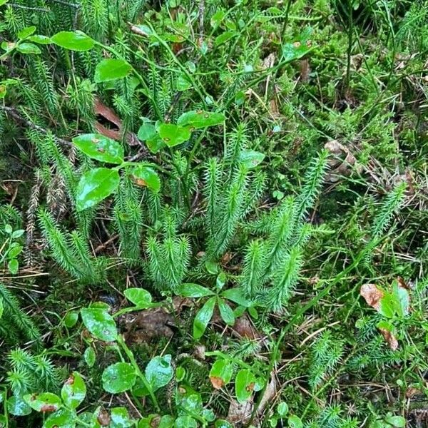 Lycopodium annotinum ഇല