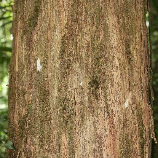 Mouriri crassifolia Bark