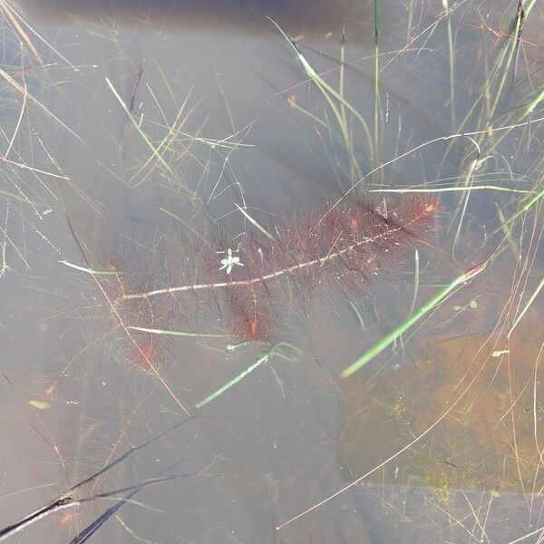 Myriophyllum alterniflorum List