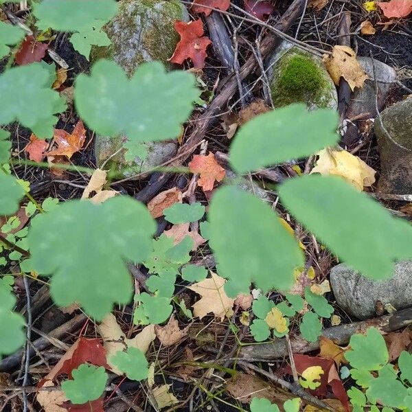 Thalictrum dioicum Leaf