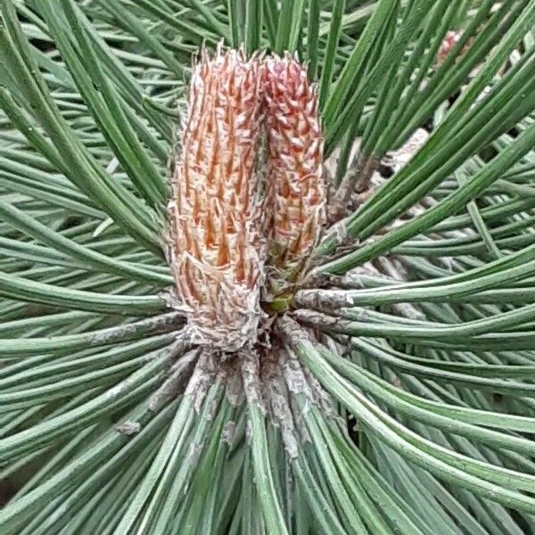 Pinus nigra Цвят