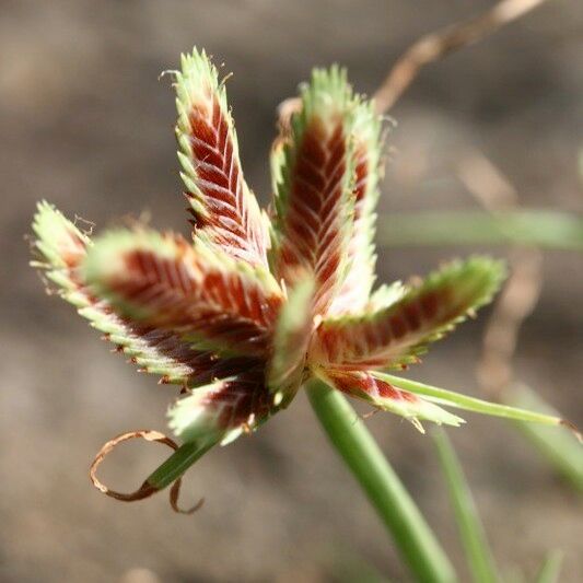 Cyperus rubicundus 果實