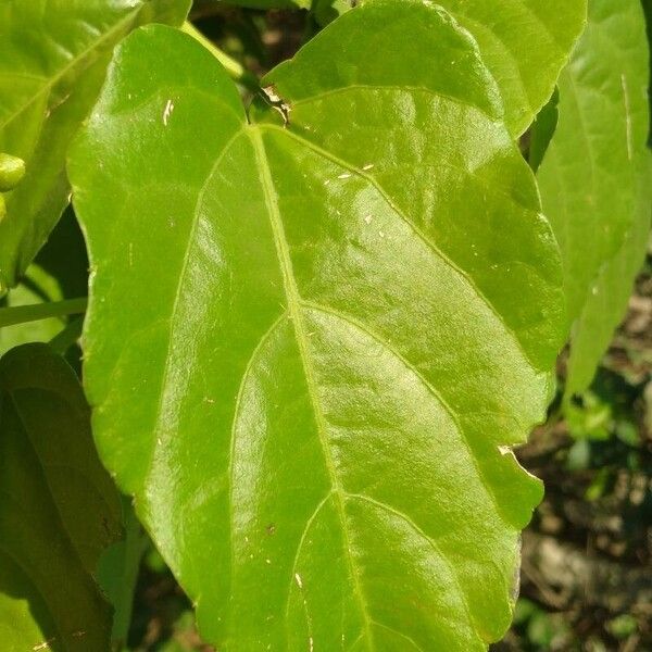 Cissus verticillata Liść