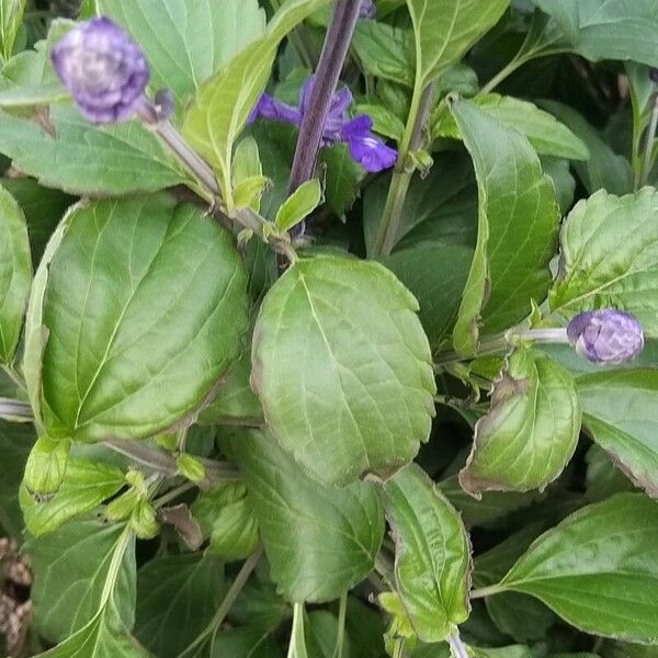 Salvia longispicata Leaf