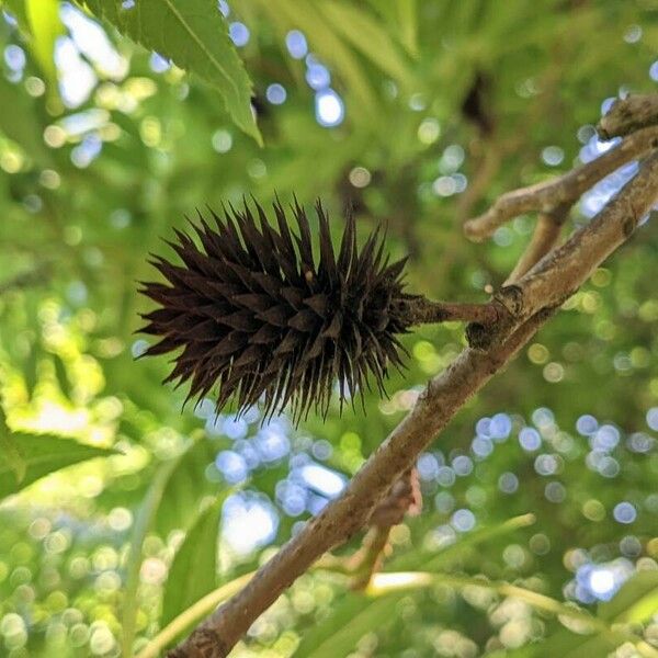 Platycarya strobilacea फल