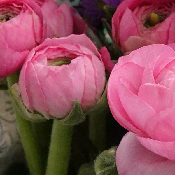 Ranunculus asiaticus Flor