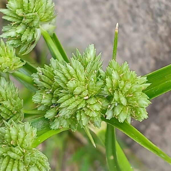 Cyperus eragrostis Virág