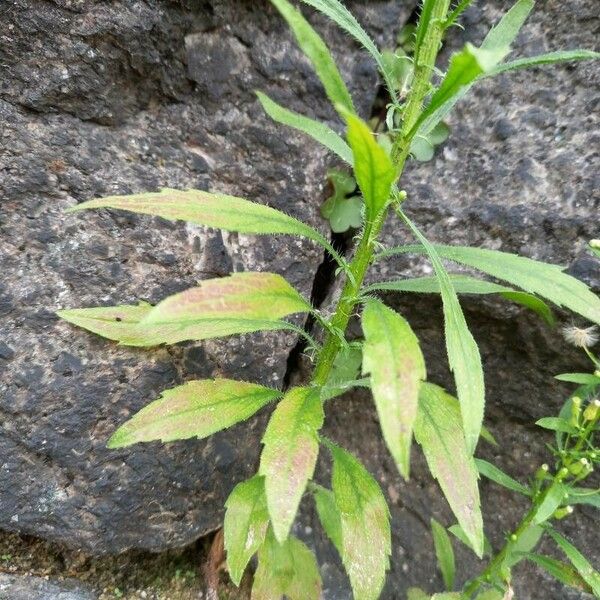 Erigeron canadensis Yaprak