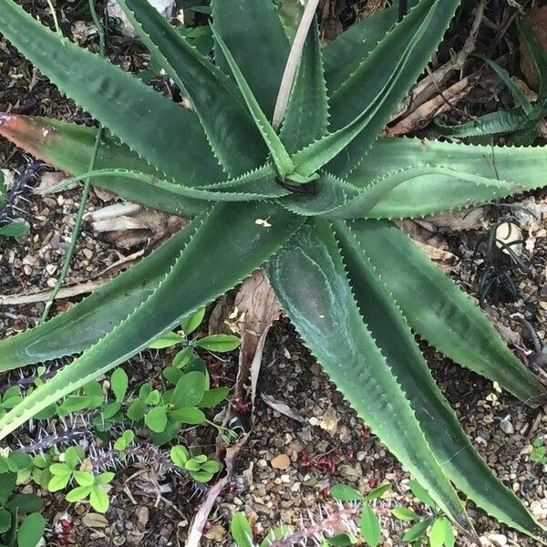 Aloe bulbillifera Листок