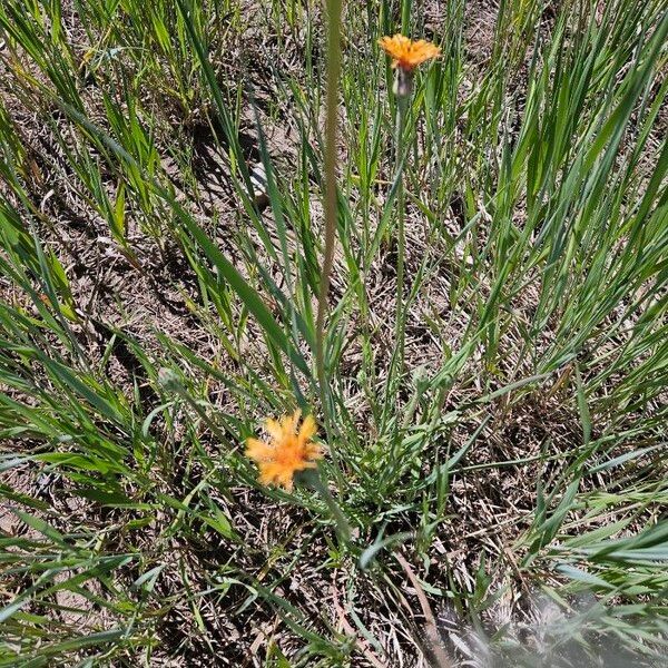 Agoseris aurantiaca Blomma