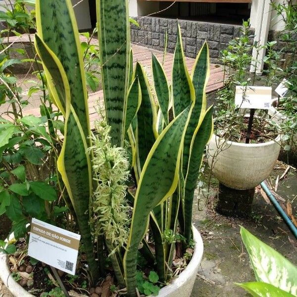 Sansevieria trifasciata Хабит