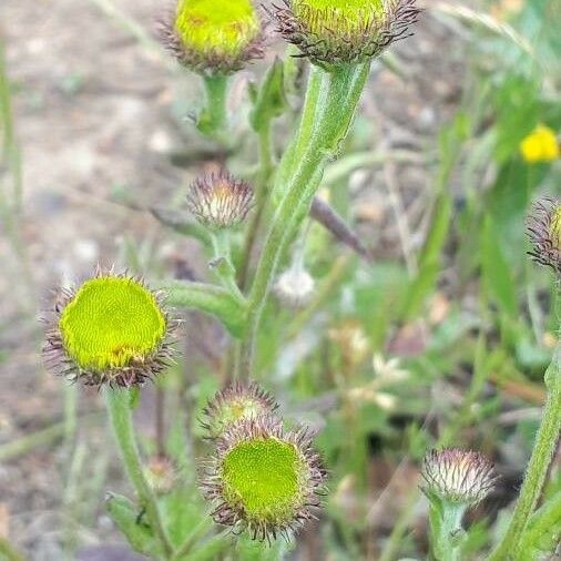 Pulicaria odora Kvet