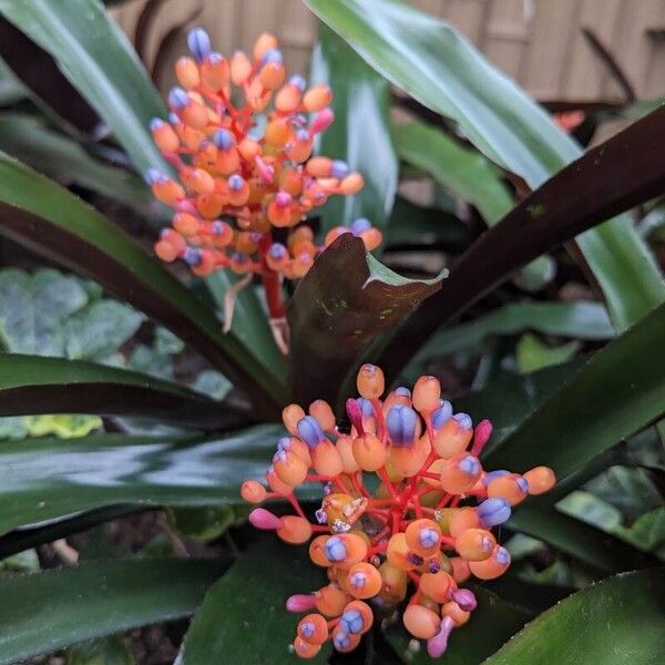 Aechmea miniata 花