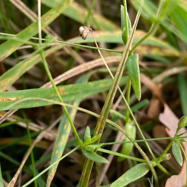 Gypsophila elegans Φύλλο