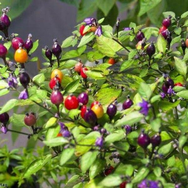 Capsicum eximium ফল