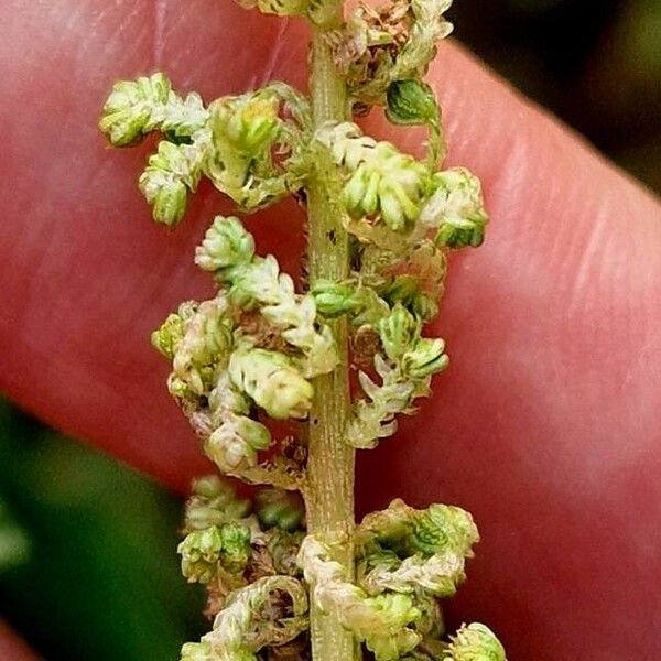 Amaranthus viridis Fruit