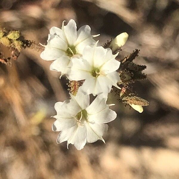 Commicarpus plumbagineus Flower