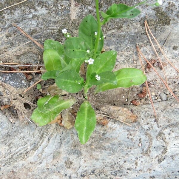 Samolus valerandi Blomma