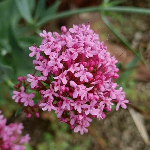 Centranthus lecoqii Λουλούδι