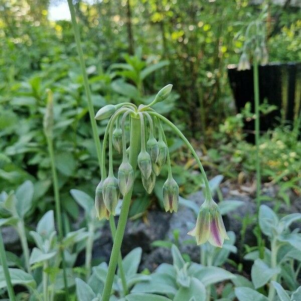 Allium siculum Blodyn