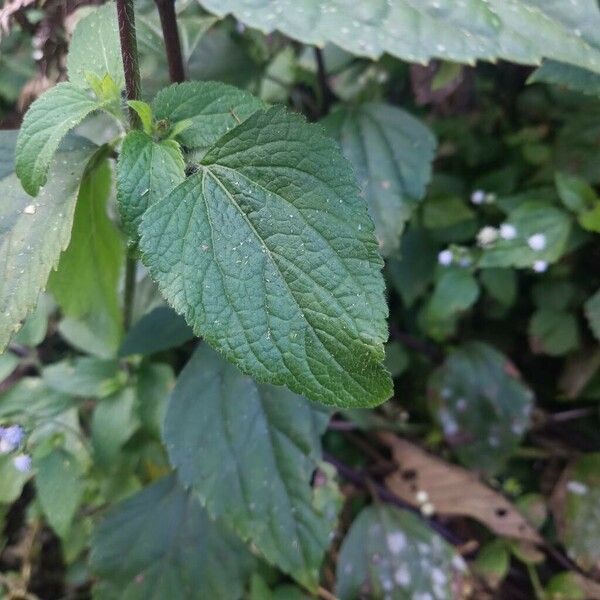 Ageratum conyzoides Blad