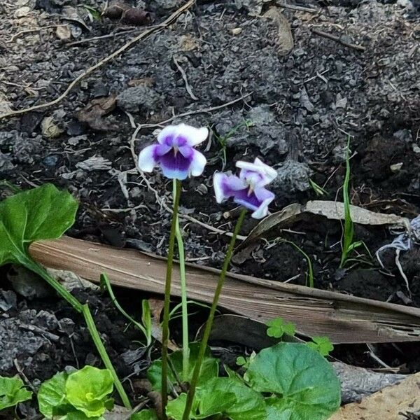 Viola hederacea Flower