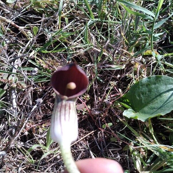 Arisarum vulgare 花