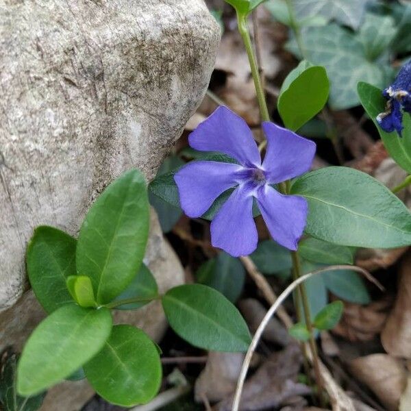 Vinca minor Kukka