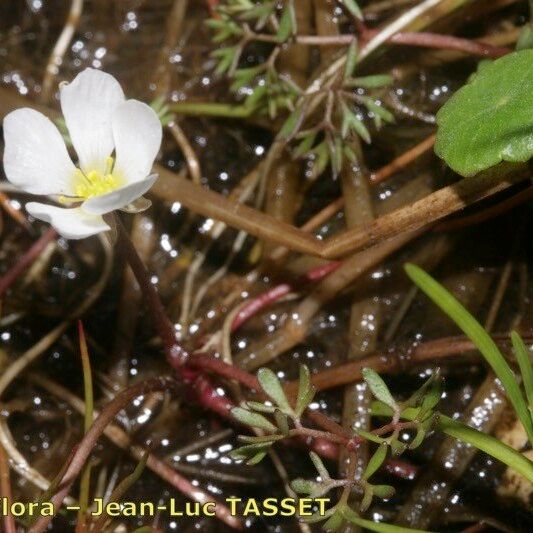 Ranunculus ololeucos Ostatní