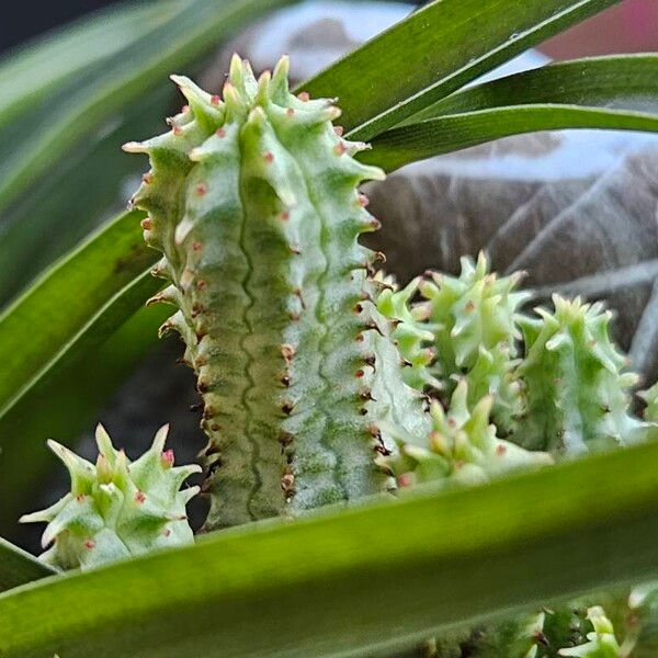 Euphorbia mammillaris Leaf