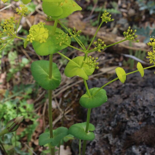 Smyrnium perfoliatum Levél