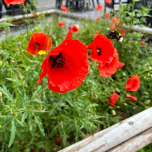 Papaver setiferum Blomst