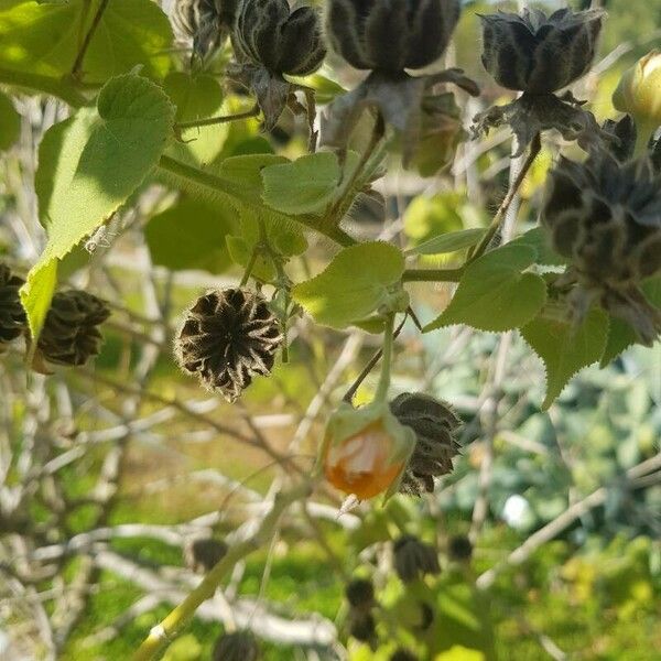 Abutilon mollissimum 花