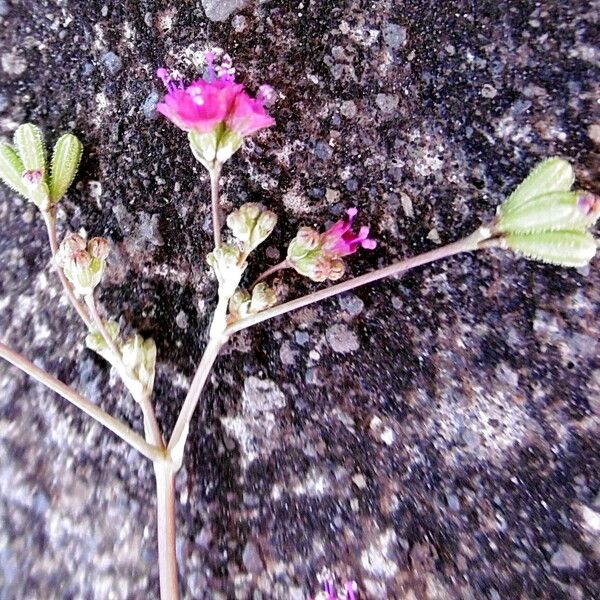 Boerhavia diffusa Цветок