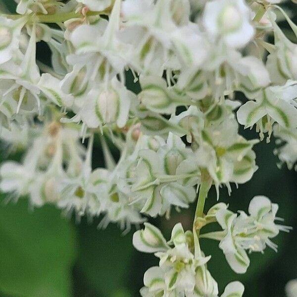 Fallopia aubertii Flower