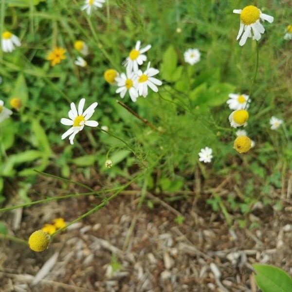 Anthemis cotula Blomma