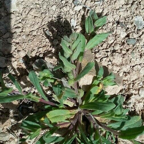 Nonea echioides Leaf