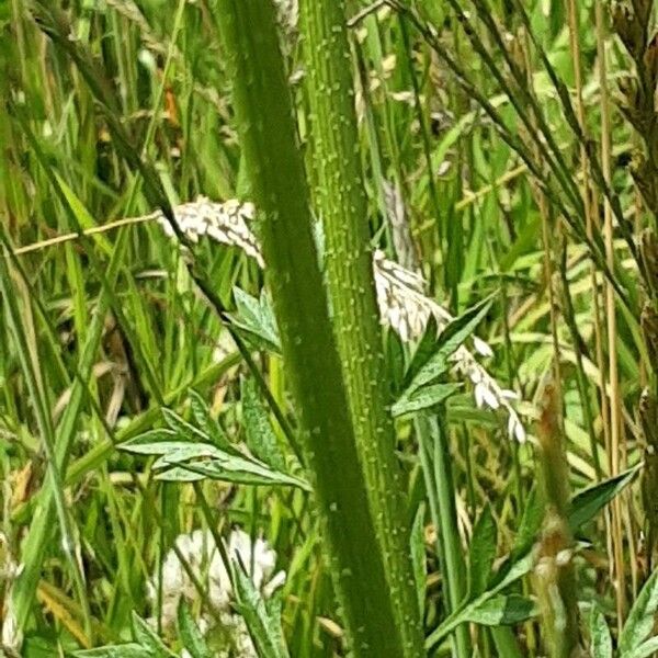 Ammi majus Кара