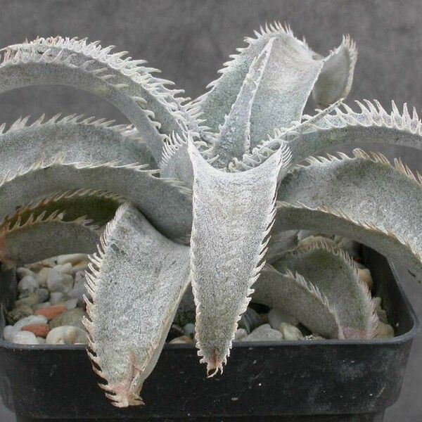 Dyckia marnier-lapostollei Листок