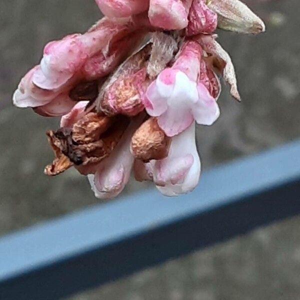 Viburnum × bodnantense Flor