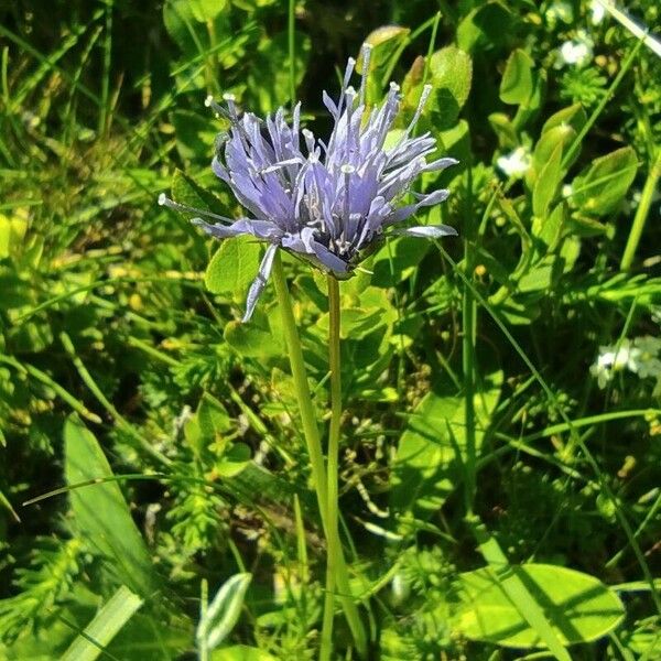 Jasione montana ᱵᱟᱦᱟ