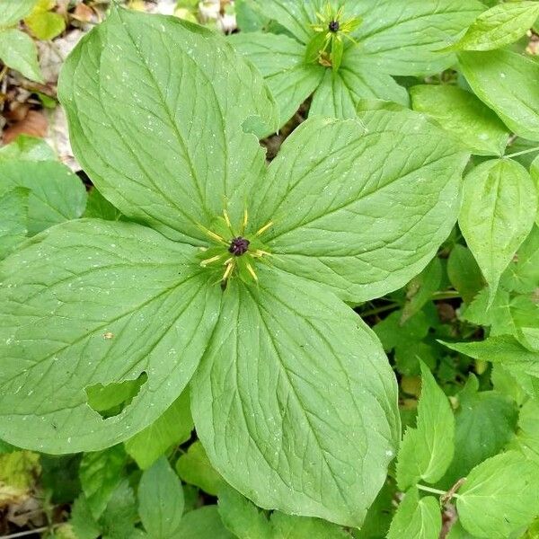 Paris quadrifolia Leaf