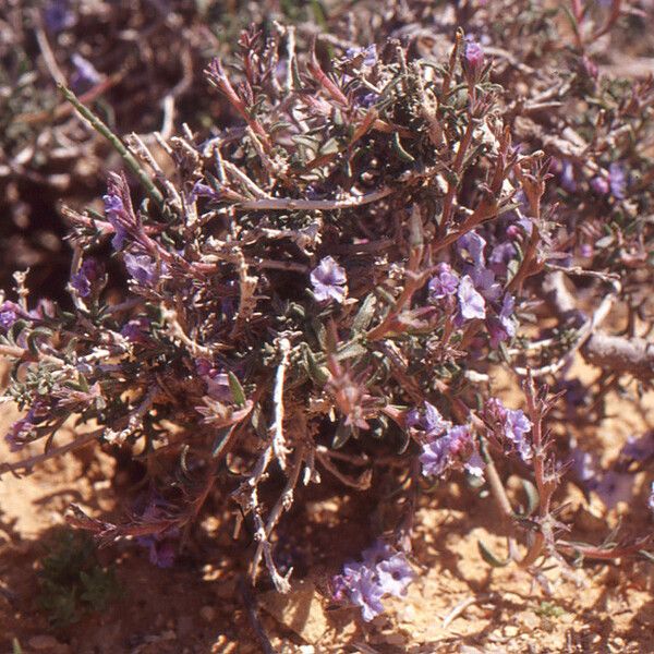 Echiochilon fruticosum