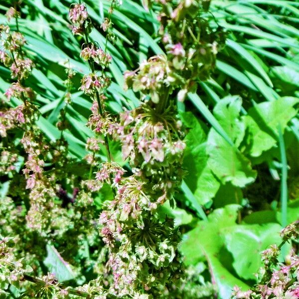 Rumex crispus Цветок