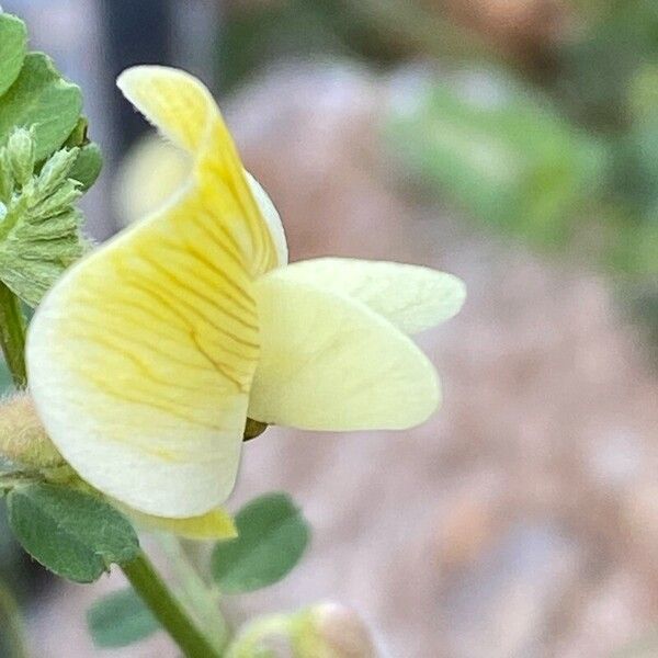 Vicia hybrida Kvet